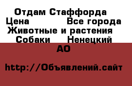 Отдам Стаффорда › Цена ­ 2 000 - Все города Животные и растения » Собаки   . Ненецкий АО